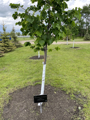 Memorial Forest Sign